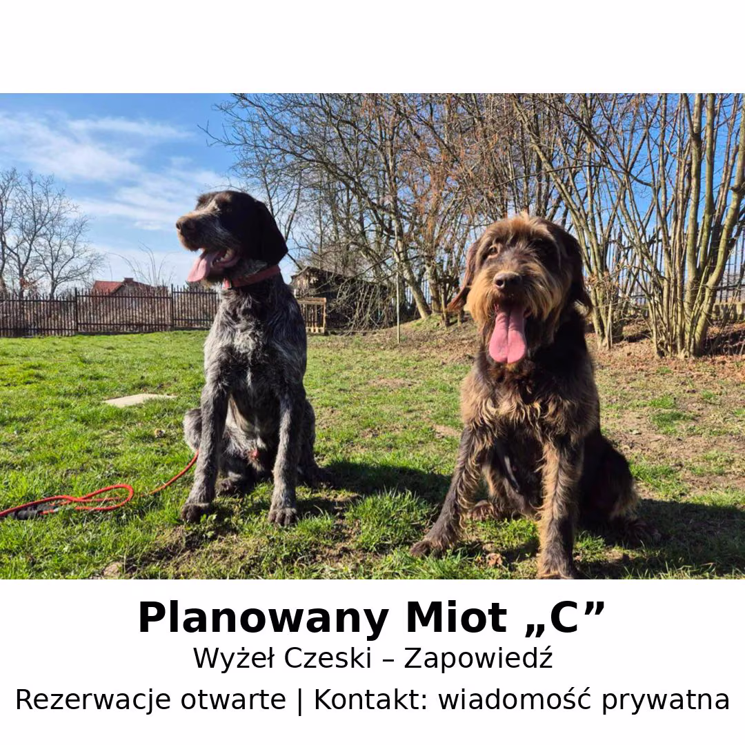 Miot C — planowany — zdjęcie 12