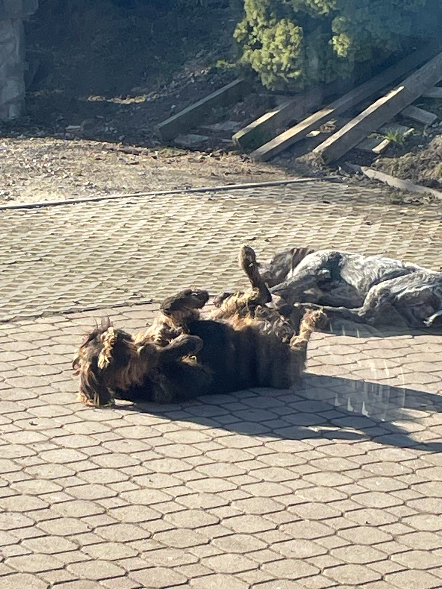 Miot C — planowany — okładka