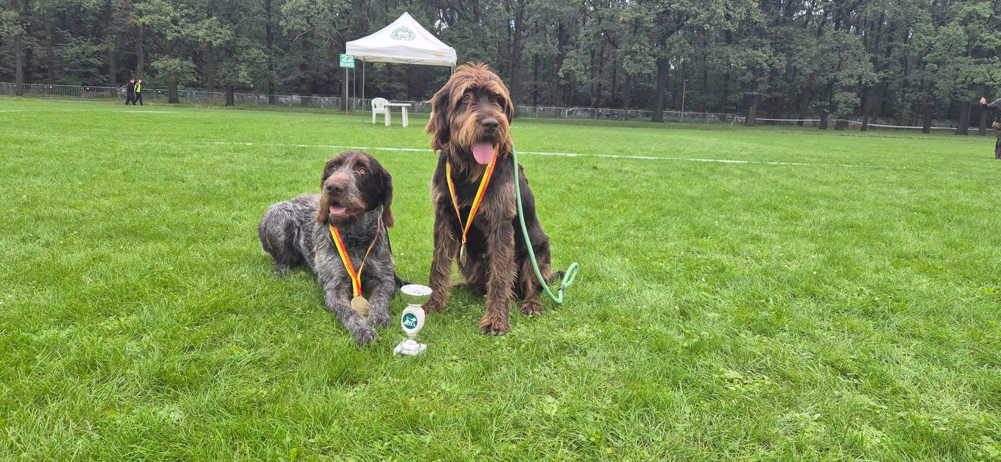 Aria i Eros — wyżły czeskie (Český fousek) z medalami i pucharem po próbach pracy — Kraina Wąsaczy